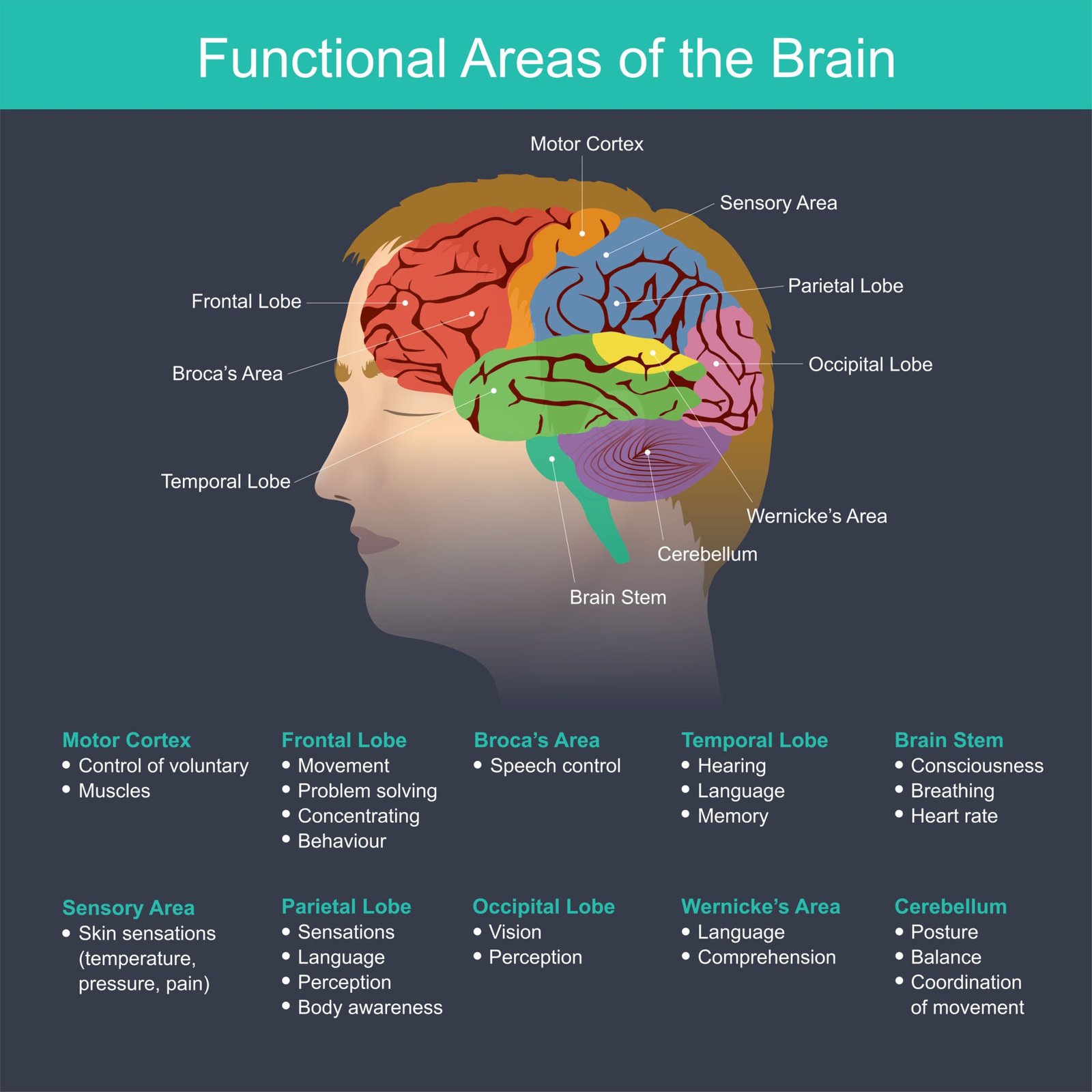 areas of the brain