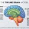 Diagram of the Triune Brain model—Neocortex, Limbic System, and Brainstem—explaining how trauma causes chronic blushing
